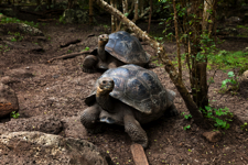 javier andrada habitar galápagos 02