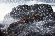 javier andrada habitar galápagos 09